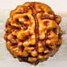 Two Mukhi From Java