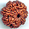 Seven Mukhi From Nepal