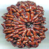 Thirteen Mukhi From Nepal