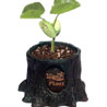 Magic Plant